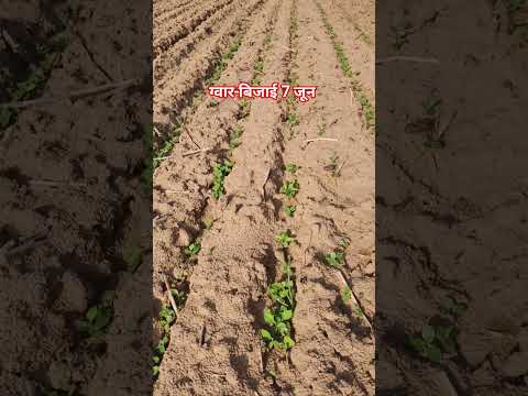 ग्वार की फसल 9 दिन की/Gwar crop farming Nagaur