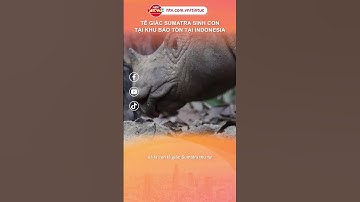 TÊ GIÁC SUMATRA SINH CON TẠI KHU BẢO TỒN INDONESIA