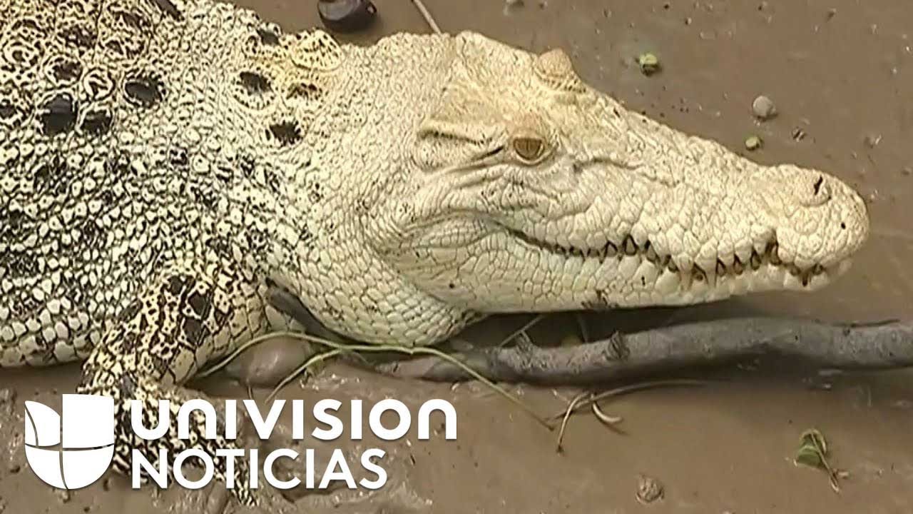 El sorprendente color blanco de un cocodrilo hallado en un río australiano  - YouTube