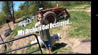 Deer ate my orchard. Goats ate my tractor...