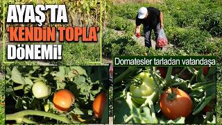 Ayaş’ta Tarlalar Hafta Sonu Dolup Taşıyor: Herkes Domatesini Kendi Topluyor