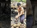 固定式刃でココナッツ割り：野外簡易皮むき前処理農法