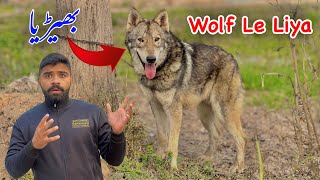 Finally Wolf  le Liya || American Wolf ||Zain Ul Abideen by Zain Ul Abideen 5,320 views 3 months ago 19 minutes