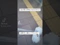 まっすぐ歩けるのだ!!#ポメラニアン #子犬 #わんちゃん #あかちゃん #犬のいる暮らし #ポメラニアンのいる暮らし #ポメラニアンの日常 #白ポメラニアン #白ポメ #犬好きな人と繋がりたい