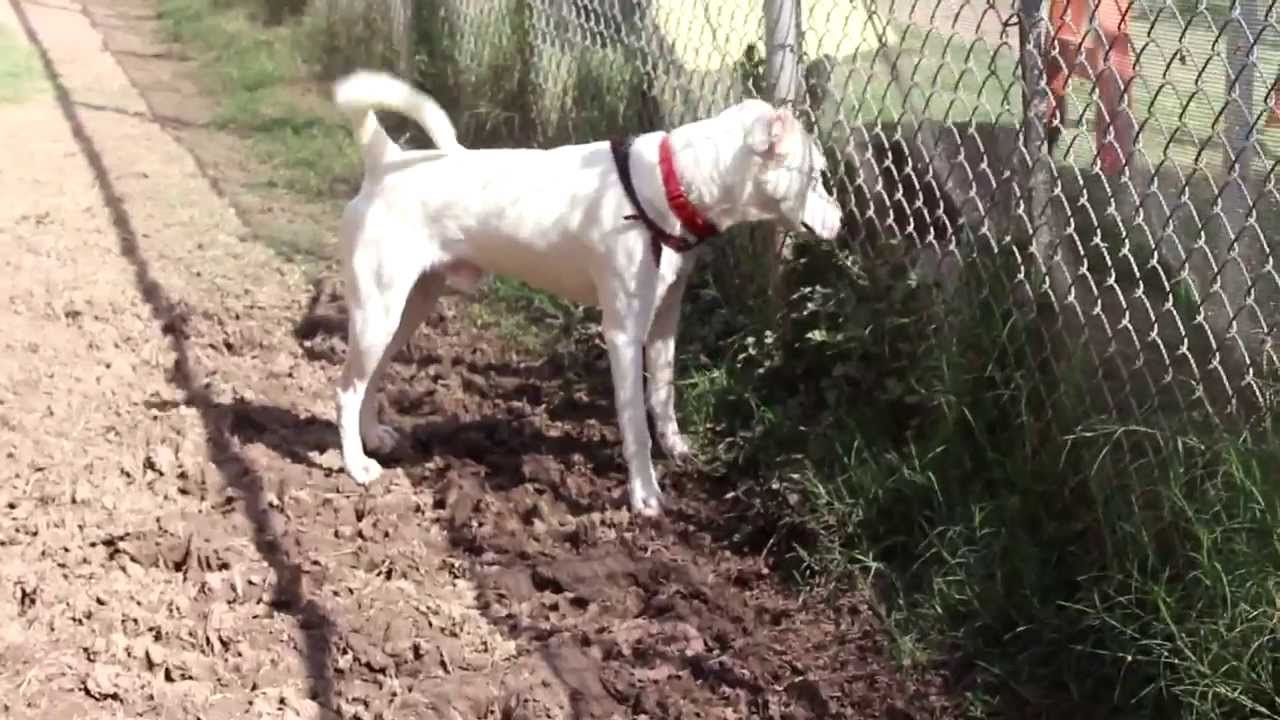 petco hours Forrest - ADOPTED!