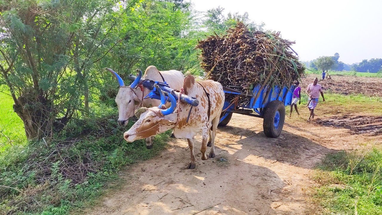 Bullock cart heavy load sugarcane in mud ride | cow stuck videos | oxen stunt videos