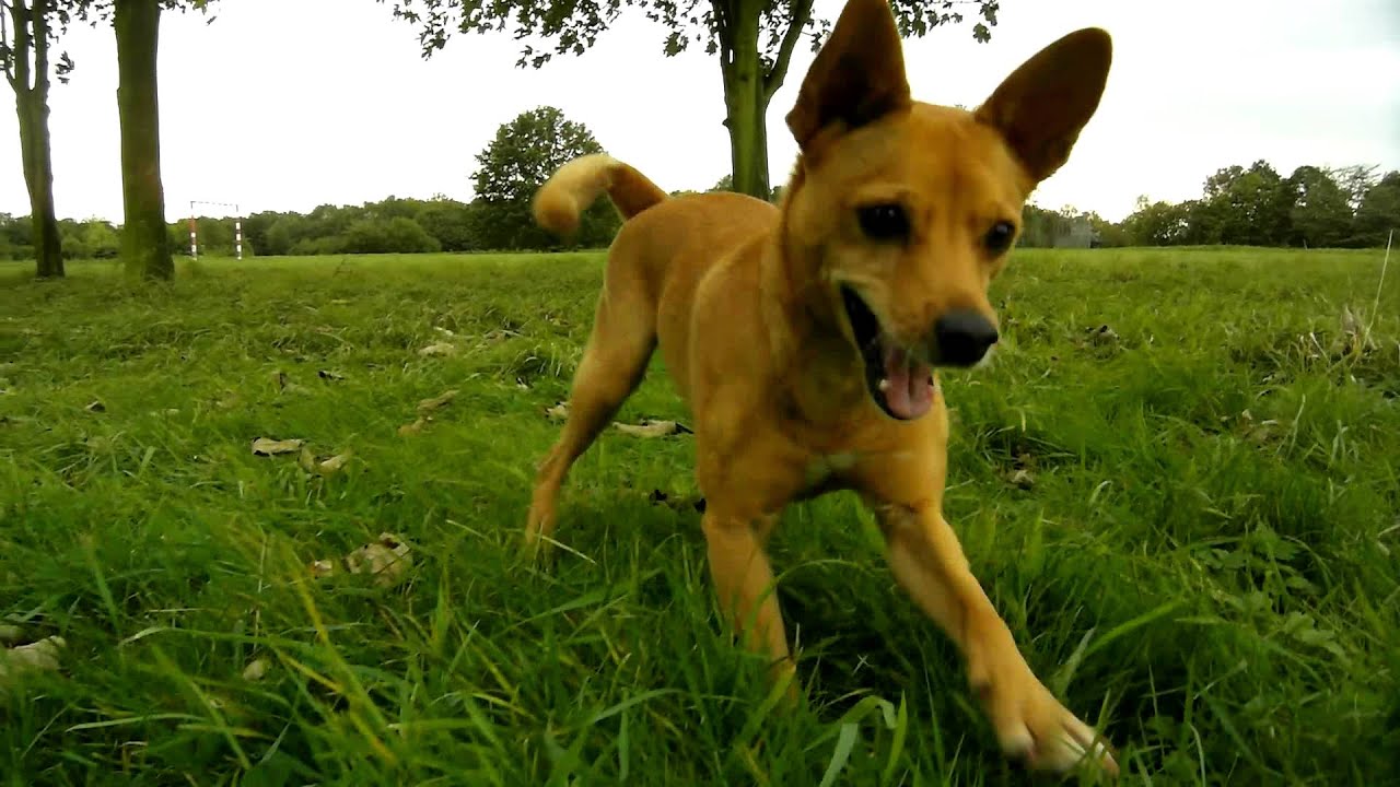 Podenco Mix Podenco Mix