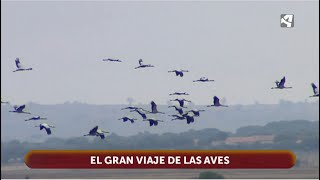 La migración de las aves