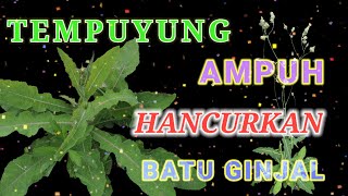 HERBAL TEMPUYUNG | Sonchus Arvensis screenshot 2