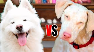 Cachorro BRANCO vs ALBINO  Como diferenciar e cuidar!