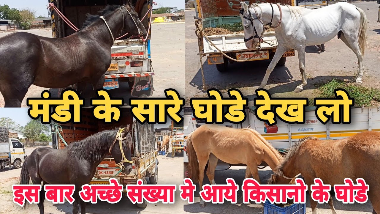 देख लो मंडी मे आये किसानो की कूच अच्छे घोडे।।Yeola Horse Market | Farmer Horses For Sale In Yeola