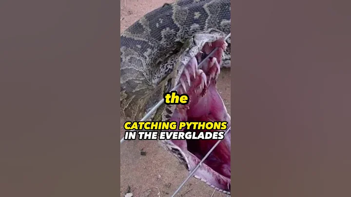 Catching pythons in the Everglades #snakes #everglades #joerogan #shorts - DayDayNews