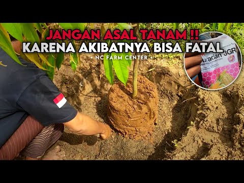 Video: Pelajari cara menanam pohon kastanye dengan benar