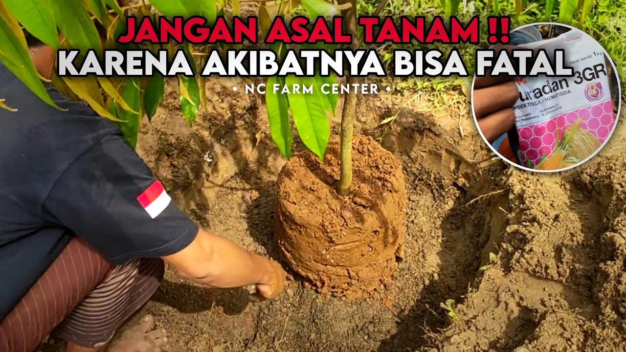 CARA MENANAM POHON YANG BENAR AGAR CEPAT BESAR. Ingat, Jangan Asal Tanam‼️