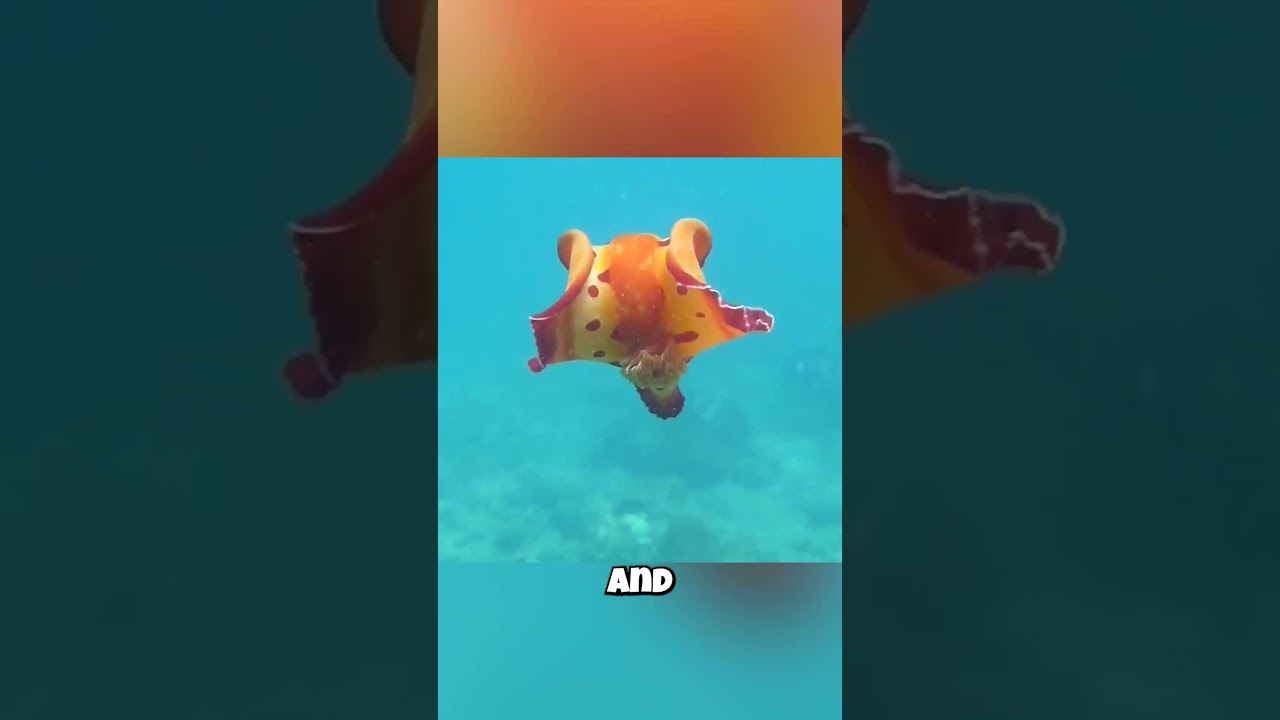 💃 Giant Sea Slugs?! 💃 Meet the Majestic Spanish Dancer!