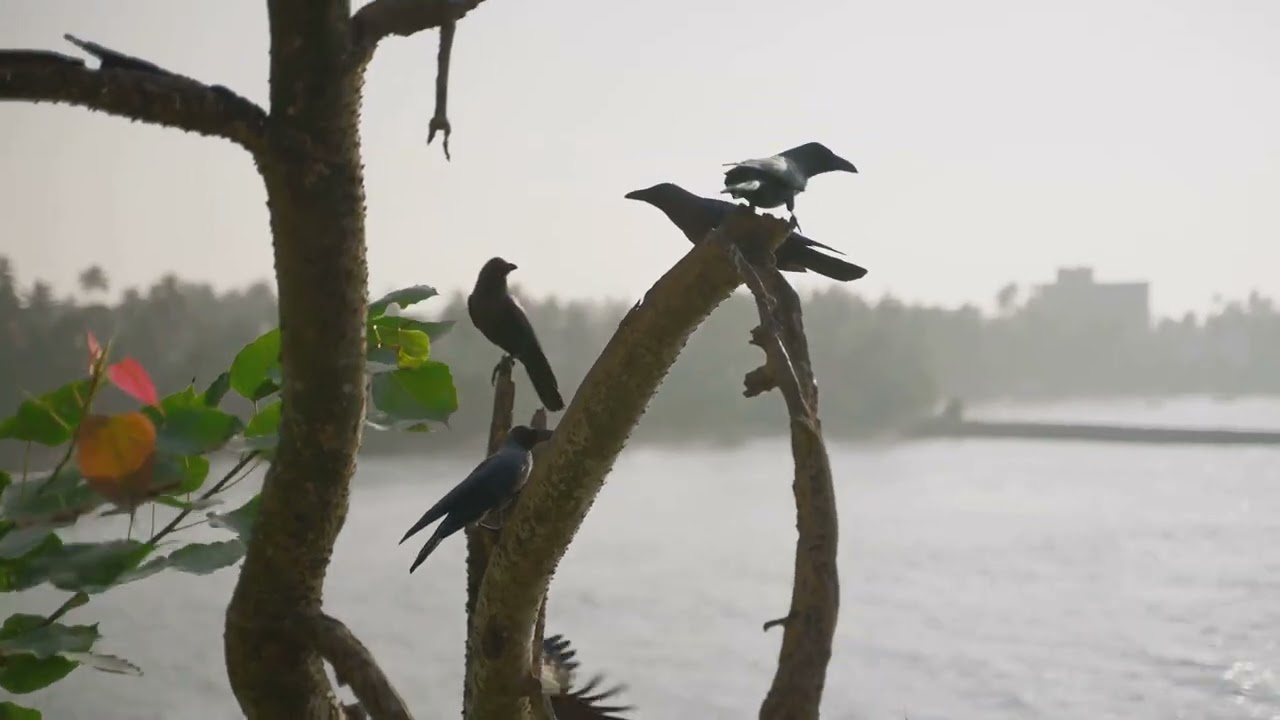 कौआ, कव्वी और दुष्ट सर्प की कहानी 
