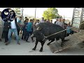 شاهد أجواء العيد في سوق الأربعاء الأبقار والعجول🐄 🐂 لن تمل من المشاهدة💯