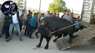 شاهد أجواء العيد في سوق الأربعاء الأبقار والعجول🐄 🐂 لن تمل من المشاهدة💯