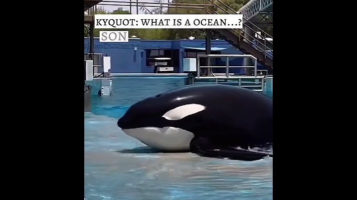 Sea world orcas- Tilikum & Kyquot