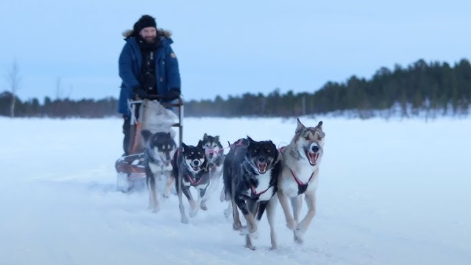 Husky Levi Finland- Unforgettable -