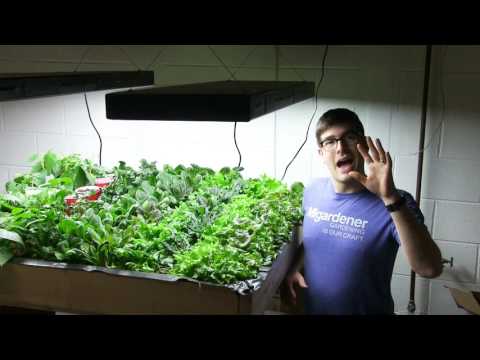 Growing Salad Greens Indoors is Financially Sustainable!