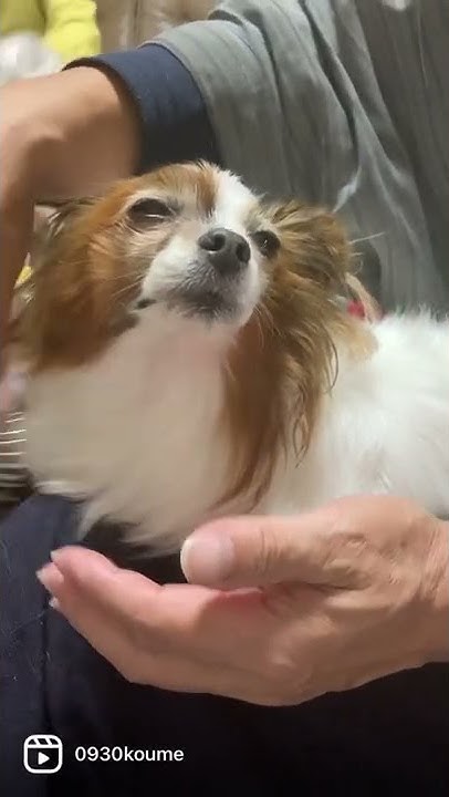 パピヨン犬の小梅 Youtube