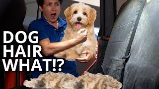 Impossible to Remove Pet Hair Stuck to Your Seats? Try One of These Tricks!