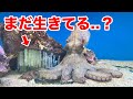 鮮魚店で売れ残っていた食用のタコが卵を産んだ姿がヤバすぎた...！！