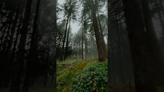 bosques de pino armonía lluvia humedad wallpaper 4K iPhone pro HD bosques de pino armonía lluvia humedad wallpaper 4K iPhone pro HD
