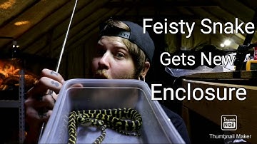 New Jungle Carpet Python Enclosure Set up!