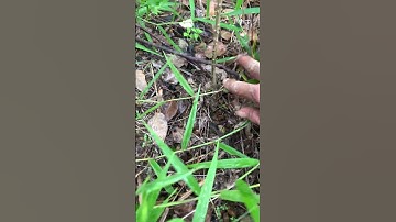 Cây giống từ hạt Ưng bất bạc sđt 0793215680