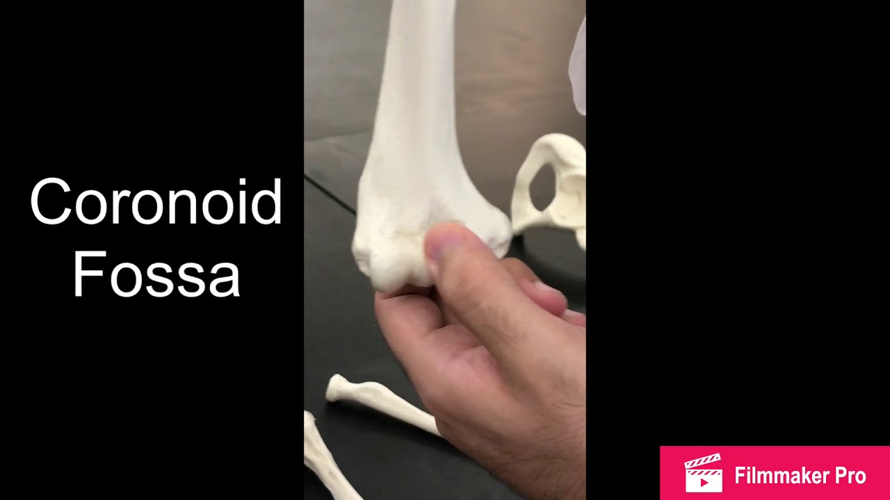 Skeletal System: Body (Anatomy Lab 1 - Part 2/2) - YouTube