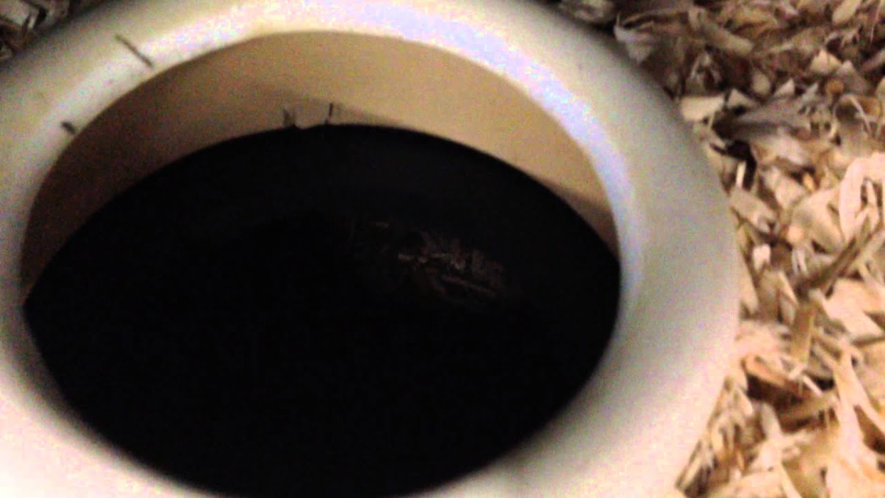 Yellow tail cribo set up. Nicebalz