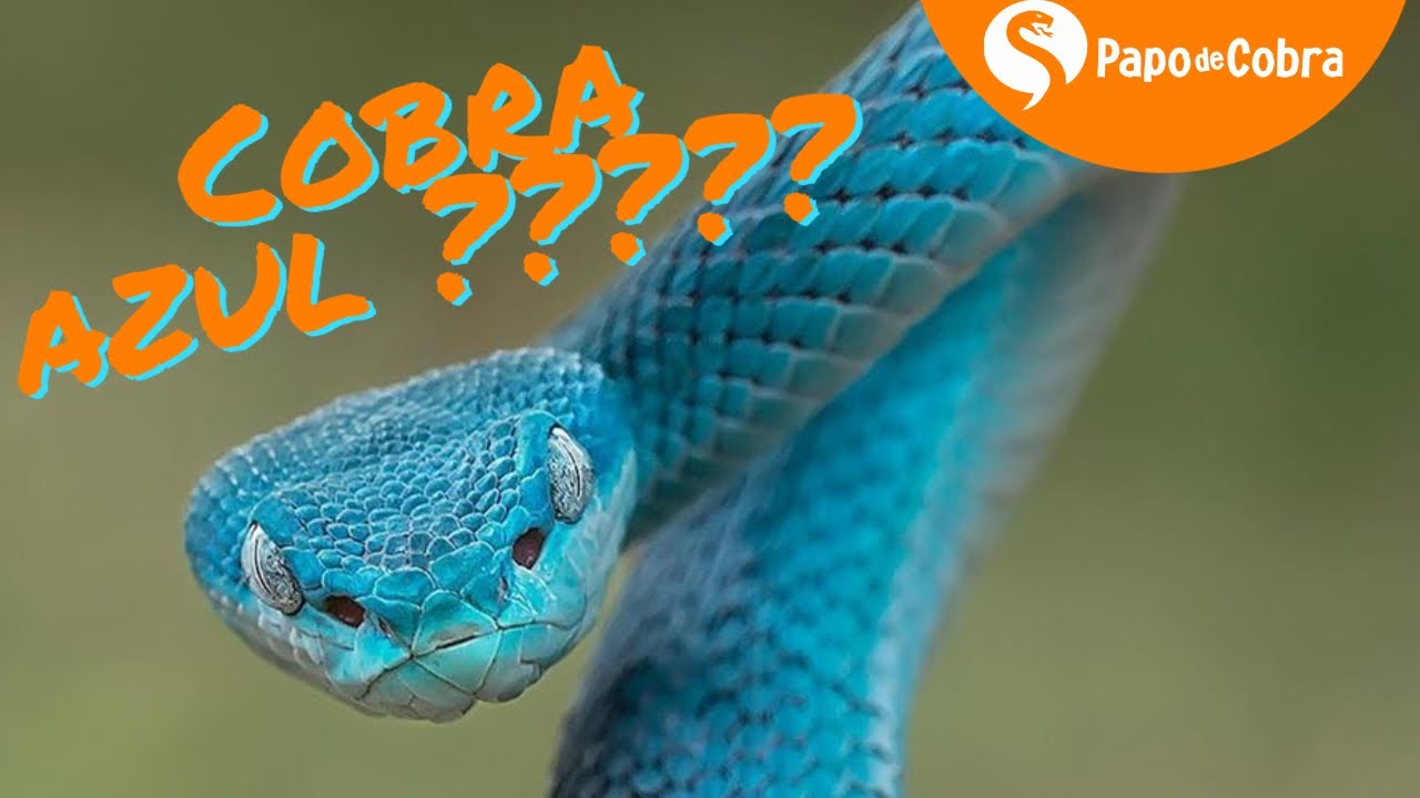 Serpente Azul De Cobra De Víbora Cabeça De Serpente De Víbora Foto