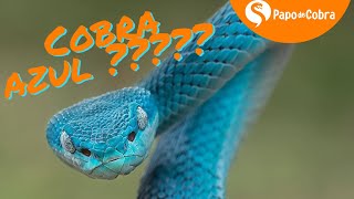 Vídeo que mostra impressionante contraste de cobra azul venenosa