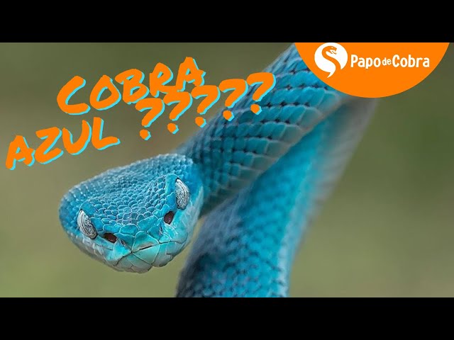 Vídeo mostra cobra rara de cor azul extremamente venenosa