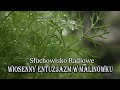 Wiosenny Entuzjazm W Malinówku Marek Ławrynowicz Słuchowisko Radiowe Wiosenny Entuzjazm W Malinówku Marek Ławrynowicz Słuchowisko Radiowe