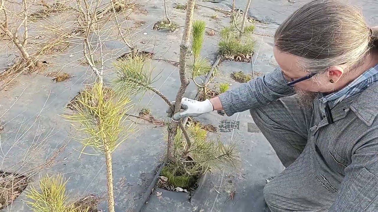 Sacrifice the Pines!