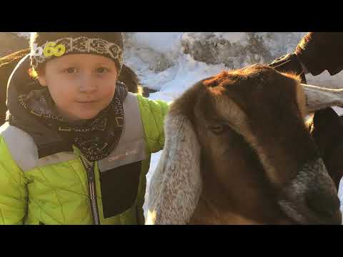 Lincoln the Goat Was Just Elected Mayor of a Vermont Town