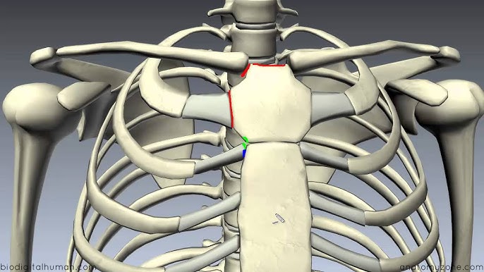 Sternal Angle of Louis - 3D Models, Video Tutorials & Notes