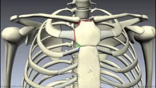 Sternum - 3D Anatomy Tutorial