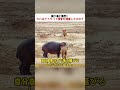 胸が痛む瞬間！ カバはどうやって安全を確保したのか？ #カバ #ライオン #野生動物 #動物の勇気 #感動ストーリーズの動画一覧はこちら