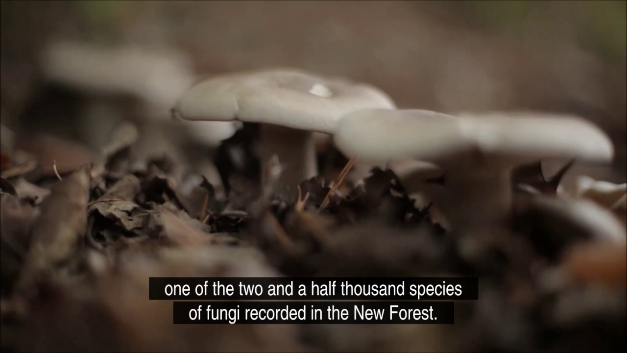 Fungi news