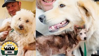 Rescuing an old smelly guy, a terrified pregnant pup and a sweet angel golden mix | The Asher House