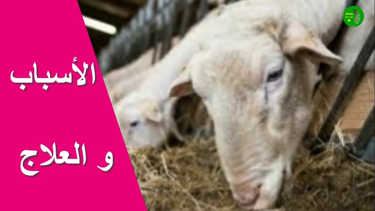 علاج الأغنام التي تعلف ولا تسمن | الأسباب وطرق العلاج