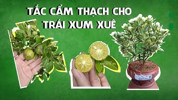 Làm kiểng đẹp mắt, Tắc Cẩm Thạch còn cho trái to, mọng nước ăn cực ngon | Cây ăn trái trồng chậu