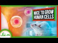 Why Scientists Are Using Mice to Make Human Cells