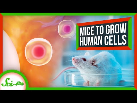 Why Scientists Are Using Mice to Make Human Cells thumbnail