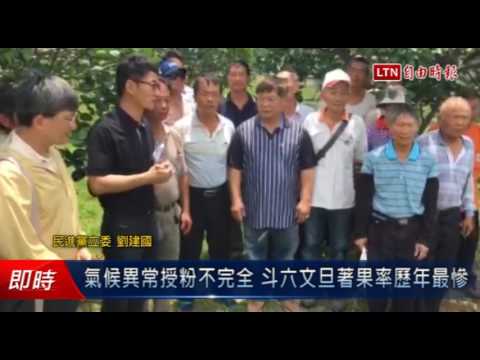 氣候異常授粉不完全 斗六文旦著果率歷年最慘 - 氣候異常授粉不完全 斗六文旦著果率歷年最慘