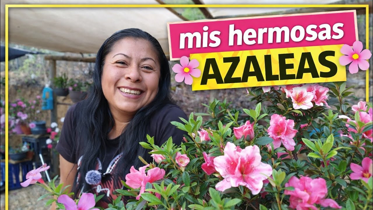 Mis Hermosas Azaleas en Flor 🌸 Cuidados y Secretos para que Florezcan Más